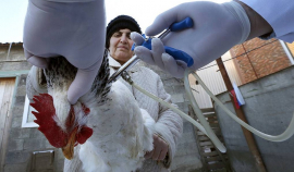 В Великобритании закончилась самая страшная вспышка птичьего гриппа